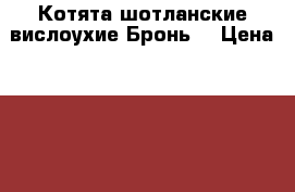 Котята шотланские вислоухие.Бронь. › Цена ­ 2 000 - Московская обл. Животные и растения » Кошки   